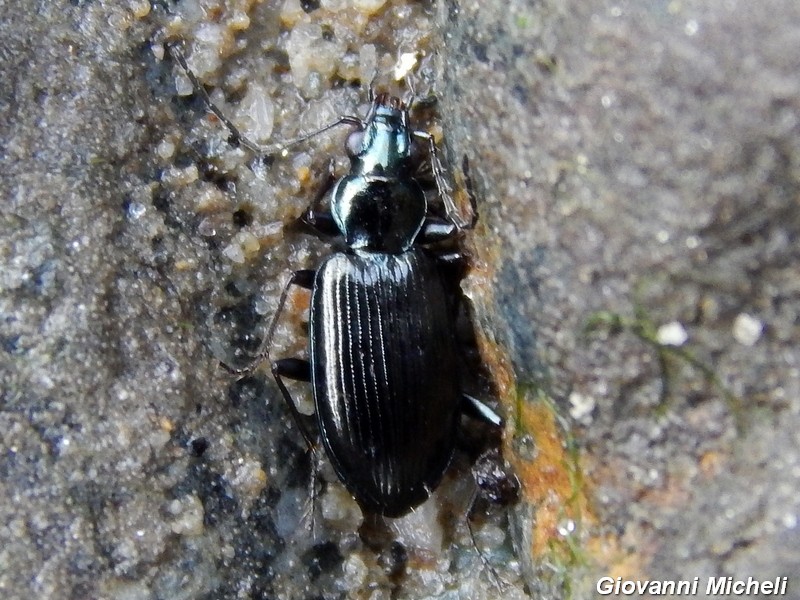 Carabidae: Ocydromus cfr. ascendens
